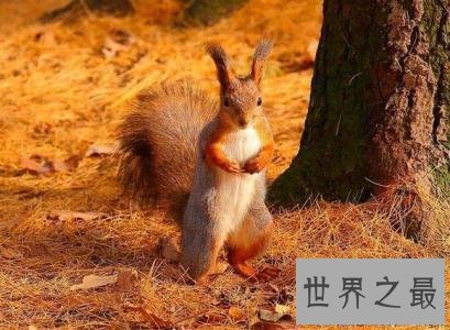 【图】蛰伏的动物有哪些 北极松鼠蛰伏工夫长达九个月