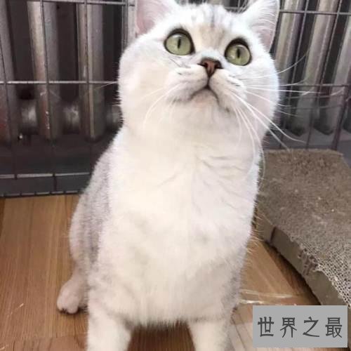【图】英国短毛猫好养吗 英短猫和美短猫的区别