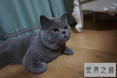 【图】英国短毛猫好养吗 英短猫和美短猫的区别