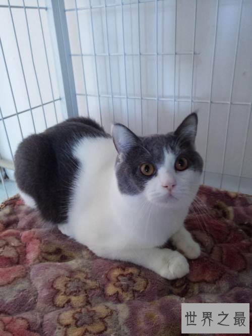 【图】英国短毛猫好养吗 英短猫和美短猫的区别