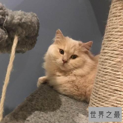 【图】英国短毛猫好养吗 英短猫和美短猫的区别