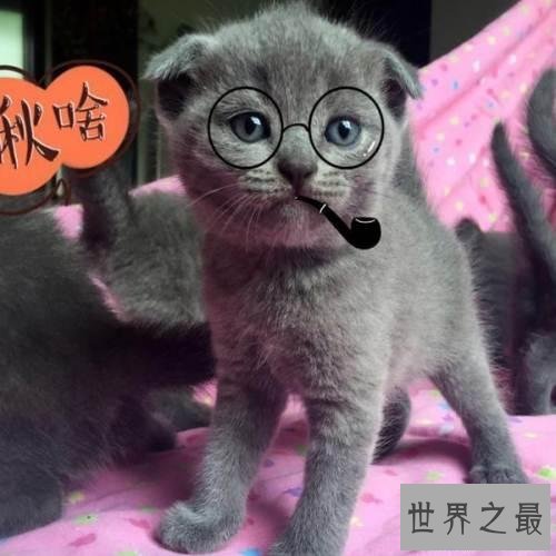 【图】英国短毛猫好养吗 英短猫和美短猫的区别