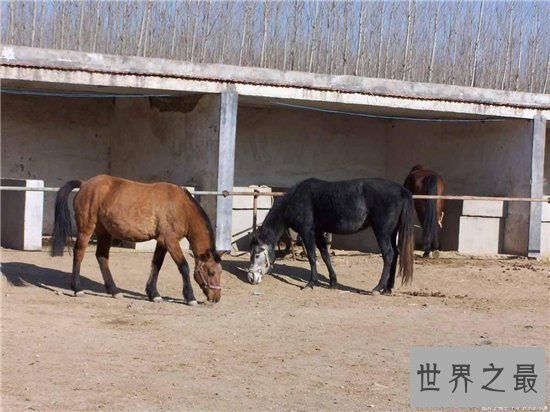 【图】一分钟让你看懂什么是纯血马 世界短速最快最有