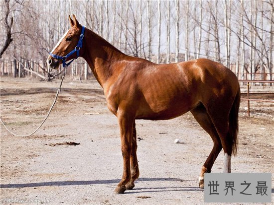 【图】一分钟让你看懂什么是纯血马 世界短速最快最有