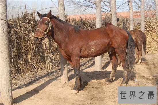 【图】一分钟让你看懂什么是纯血马 世界短速最快最有