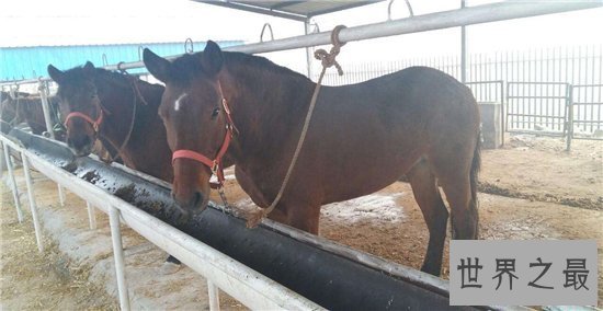 【图】一分钟让你看懂什么是纯血马 世界短速最快最有
