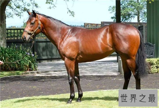 【图】一分钟让你看懂什么是纯血马 世界短速最快最有
