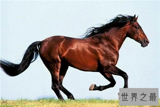 【图】一分钟让你看懂什么是纯血马 世界短速最快最有