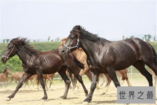 【图】一分钟让你看懂什么是纯血马 世界短速最快最有