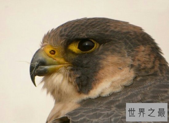【图】世界上飞行最快的鸟游隼,是人造界的顶级捕食