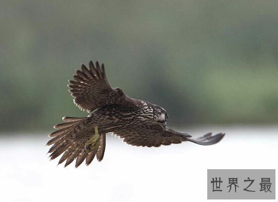 【图】世界上飞行最快的鸟游隼,是人造界的顶级捕食