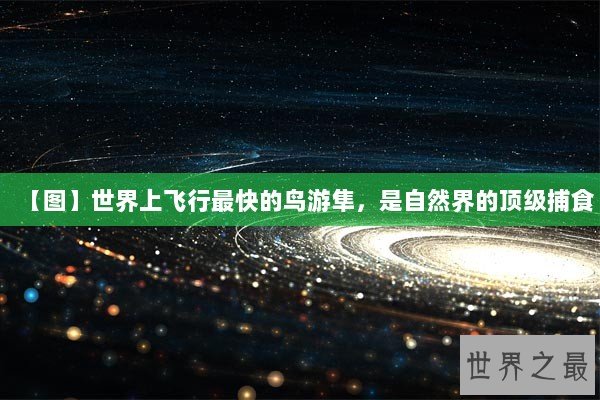 【图】世界上飞行最快的鸟游隼,是自然界的顶级捕食 【图】世界上飞行最快的鸟游隼,是自然界的顶级捕食