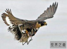 【图】世界上飞行最快的鸟游隼，是自然界的顶级捕食