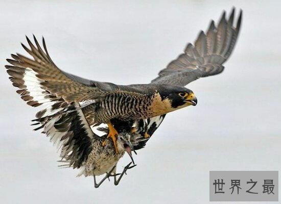 【图】世界上飞行最快的鸟游隼,是人造界的顶级捕食