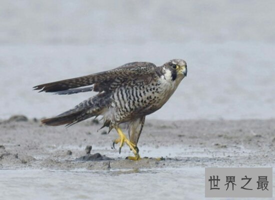 【图】世界上飞行最快的鸟游隼,是人造界的顶级捕食