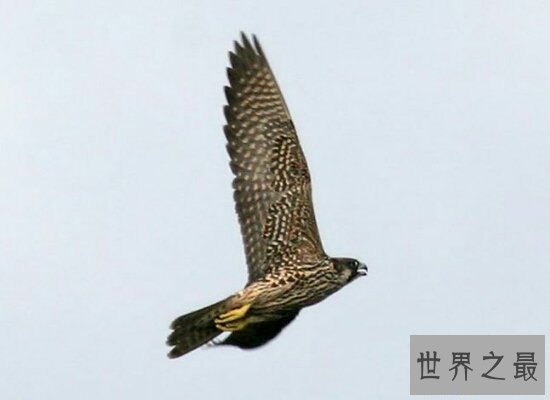 【图】世界上飞行最快的鸟游隼,是人造界的顶级捕食