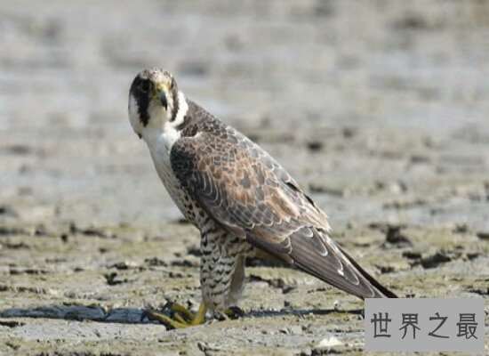 【图】世界上飞行最快的鸟游隼,是人造界的顶级捕食