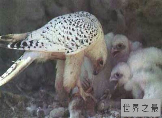 【图】世界上飞行最快的鸟游隼,是人造界的顶级捕食