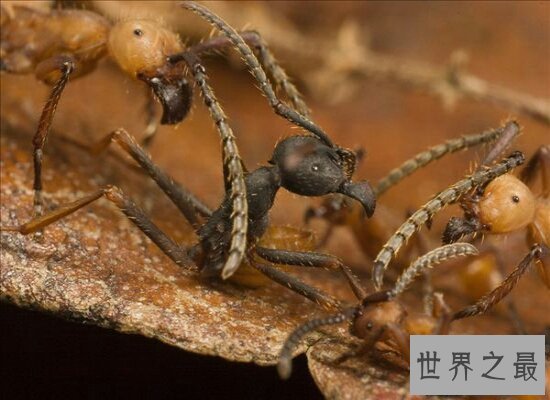 【图】孑然一身的行军蚁击败了一支德国军队 小小的蚂