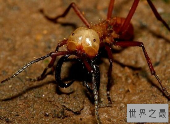 【图】孑然一身的行军蚁击败了一支德国军队 小小的蚂