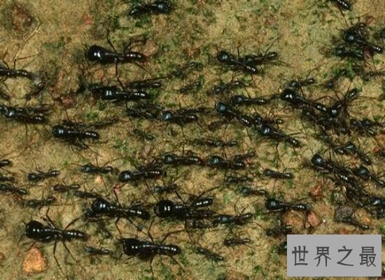 【图】孑然一身的行军蚁击败了一支德国军队 小小的蚂