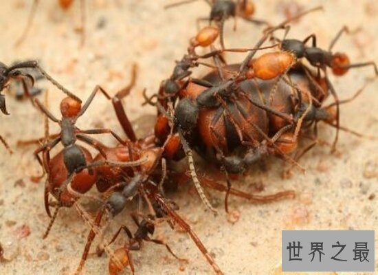 【图】孑然一身的行军蚁击败了一支德国军队 小小的蚂