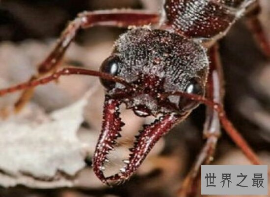 【图】孑然一身的行军蚁击败了一支德国军队 小小的蚂