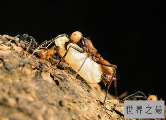 【图】孑然一身的行军蚁击败了一支德国军队 小小的蚂