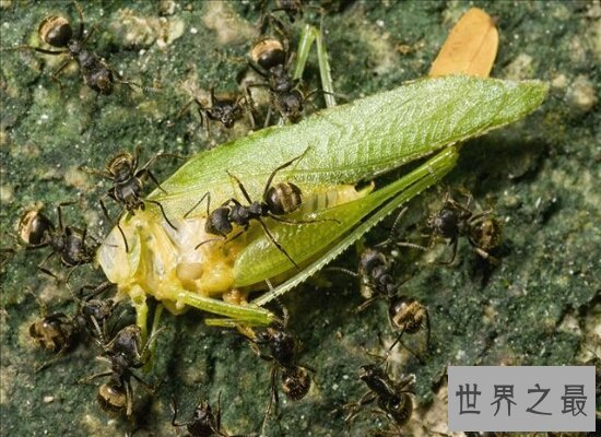 【图】孑然一身的行军蚁击败了一支德国军队 小小的蚂