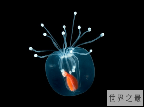 【图】灯塔水母竟然可能长生不死 除非它被其余生物吃