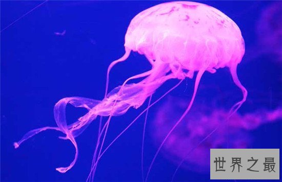 【图】灯塔水母竟然可能长生不死 除非它被其余生物吃
