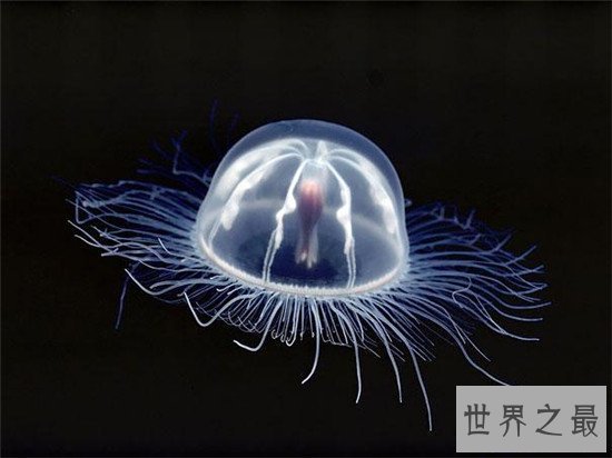 【图】灯塔水母竟然可能长生不死 除非它被其余生物吃