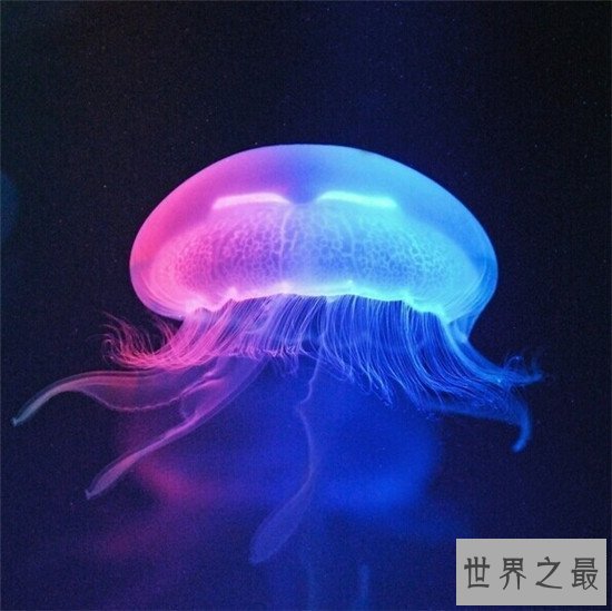 【图】灯塔水母竟然可能长生不死 除非它被其余生物吃