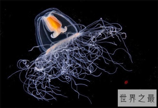 【图】灯塔水母竟然可能长生不死 除非它被其余生物吃
