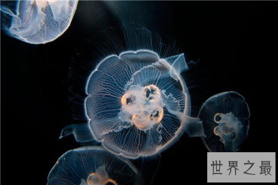 【图】灯塔水母竟然可能长生不死 除非它被其余生物吃