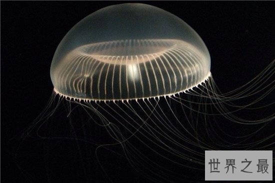 【图】灯塔水母竟然可能长生不死 除非它被其余生物吃