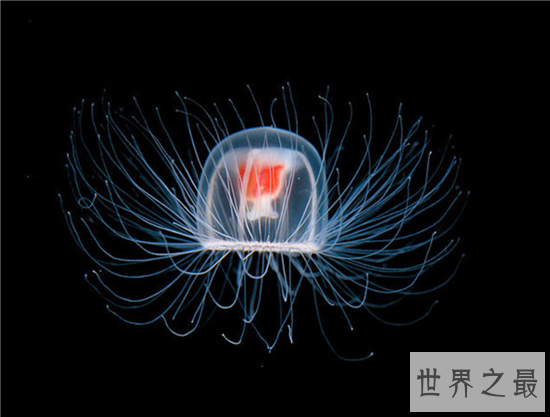 【图】灯塔水母竟然可能长生不死 除非它被其余生物吃