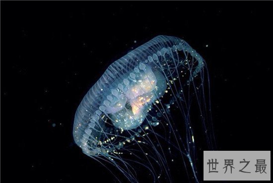 【图】灯塔水母竟然可能长生不死 除非它被其余生物吃