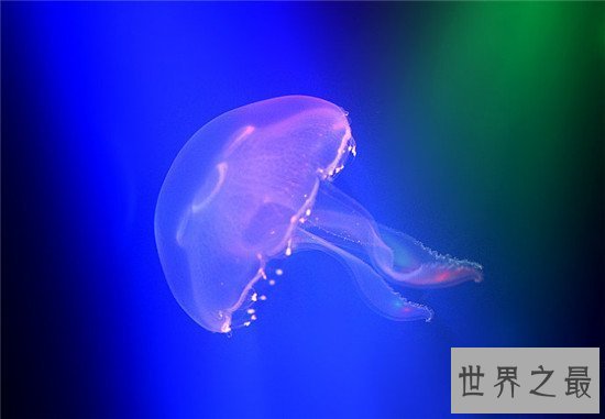 【图】灯塔水母竟然可能长生不死 除非它被其余生物吃
