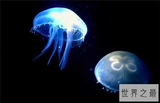 【图】灯塔水母竟然可能长生不死 除非它被其余生物吃