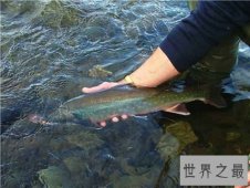 【图】梦见抓鱼是什么意思 梦见抓鱼详细解梦分析