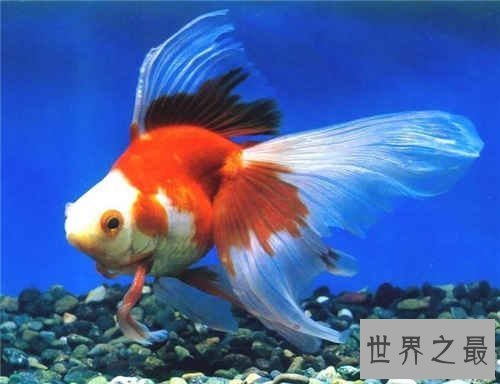 【图】梦见抓鱼是什么意思 梦见抓鱼具体解梦剖析
