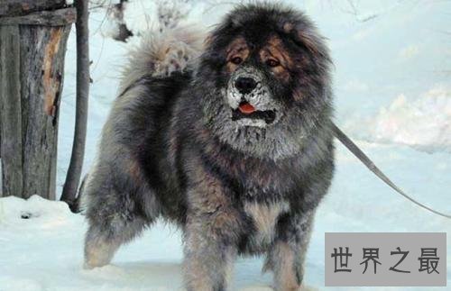 【图】世界上最厉害的狗们 第一种狗居然不怕疼!