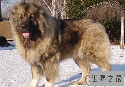 【图】世界上最厉害的狗们 第一种狗居然不怕疼!