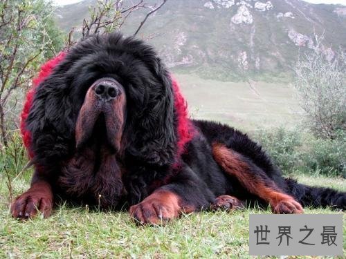 【图】世界上最厉害的狗们 第一种狗居然不怕疼!