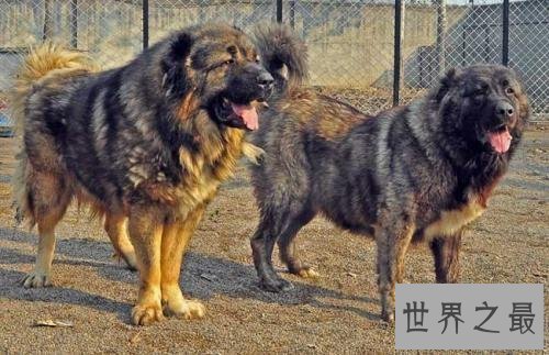 【图】世界上最厉害的狗们 第一种狗居然不怕疼!