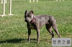 【图】世界上最凶猛的狗们 第一种狗居然不怕疼！