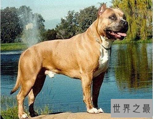 【图】世界上最厉害的狗们 第一种狗居然不怕疼!