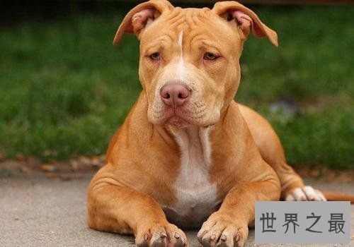 【图】世界上最厉害的狗们 第一种狗居然不怕疼!