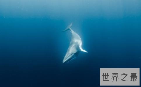 【图】你听过52赫兹鲸的故事么 世界上最孤单的鲸鱼